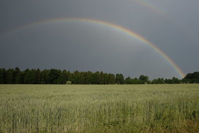 Scenic view of field against rainbow in sky