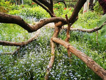 Trees growing in forest