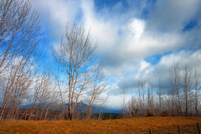 Bare trees on field against sky