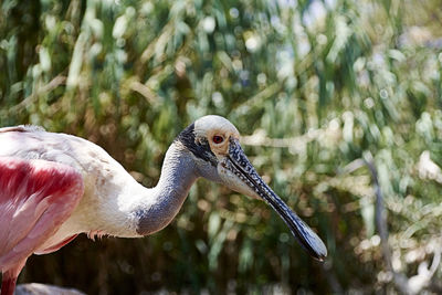 Close-up of a bird