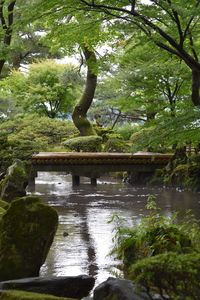 Scenic view of forest