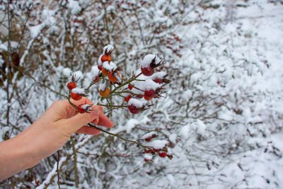 Person holding apple on tree during winter