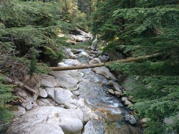 Scenic view of river amidst trees in forest