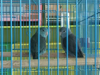 Close-up of parrot in cage