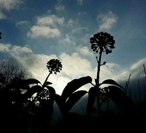 Low angle view of flowers against sky