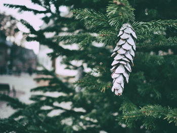 Close-up of conifer cone on trees