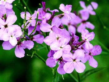 Close-up of purple flowers