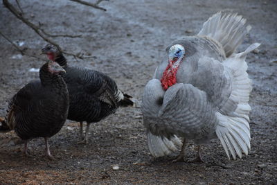 Close-up of rooster