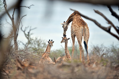 View of an animal on field