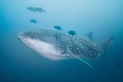 Fish swimming in sea