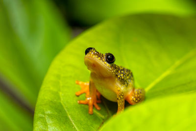 Close-up of frog on leaf