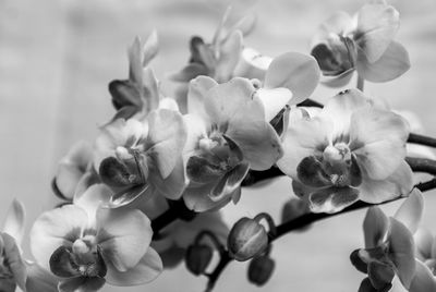 Close-up of orchids