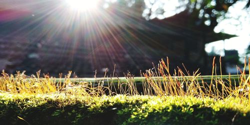 Close-up of plants growing on field against bright sun