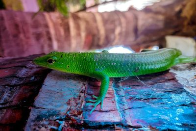 Close-up of green lizard on wood