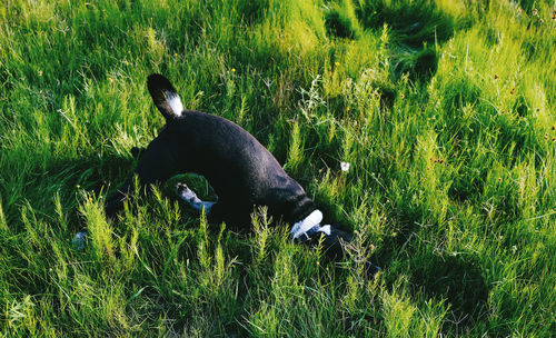 Black dog in a field