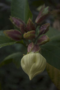 Close-up of flowers