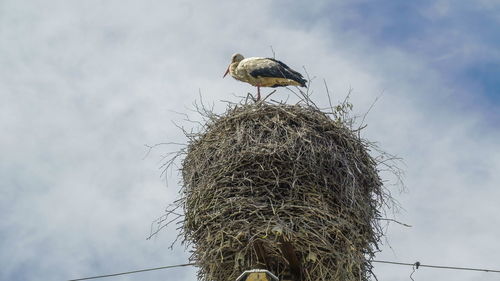 Low angle view of bird perching on nest against sky