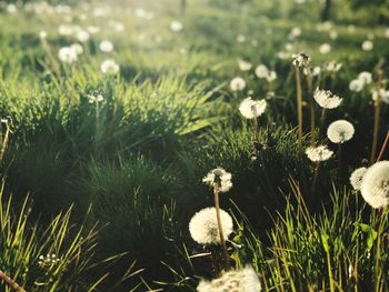 Close-up of mushrooms growing on field