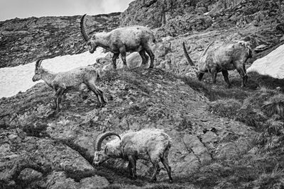 Group of ibex in the alps