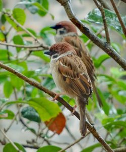Low angle view of birds perching on branch