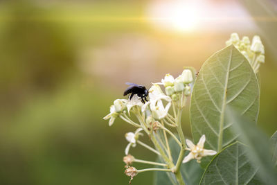 Insect on flower