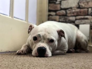 Close-up portrait of dog relaxing at home