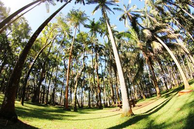 Trees growing in park