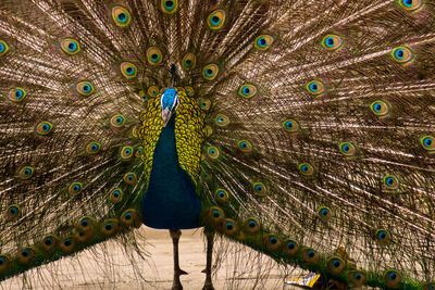 Close-up of peacock