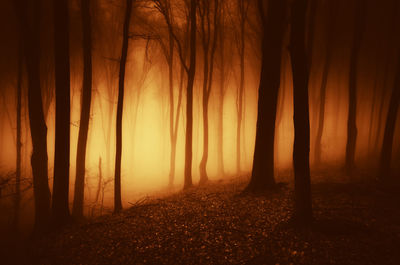 Trees in forest during foggy weather at sunset