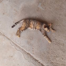 High angle view of a cat on land