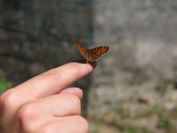 Cropped hand with orange butterfly