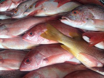 Full frame shot of fish for sale at market stall