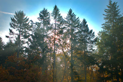 Low angle view of trees in forest during autumn