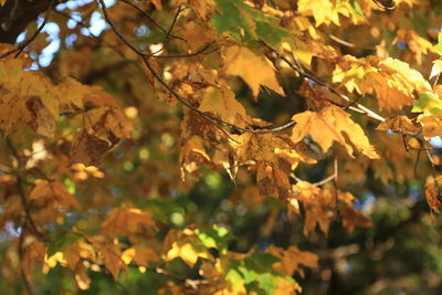 Close-up of leaves on tree