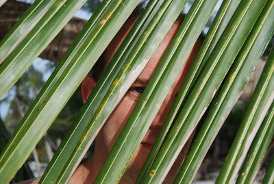 Full frame shot of bamboo plants