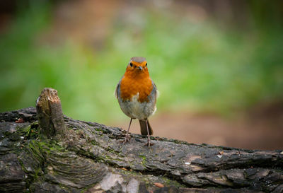 Close-up of bird perching on a tree