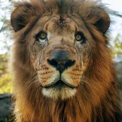 Close-up portrait of lion