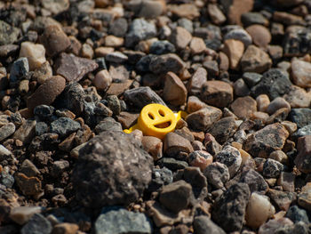 High angle view of yellow flowers on rocks