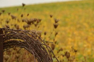 Close-up of crops growing on field