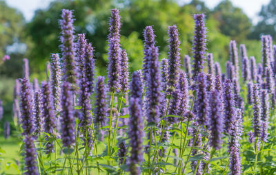 Close-up of purple lavender flowers on field