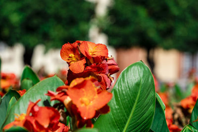 Close-up of red flowering plant