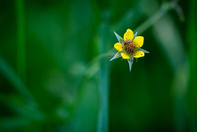 Close-up of yellow flowering plant