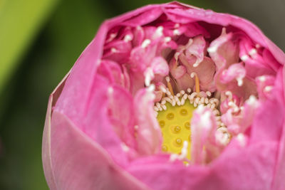 Close-up of pink flower blooming outdoors