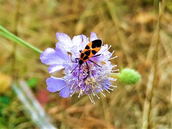 Close-up of butterfly pollinating on purple flower