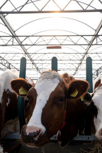 Close-up of cow in shed