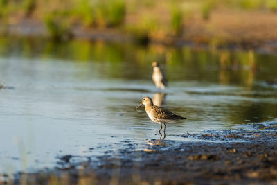 Sandpiper feeds along the shores of baltic sea before autumn migrating to southern
