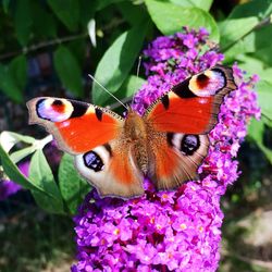 Close-up of butterfly pollinating on pink flower