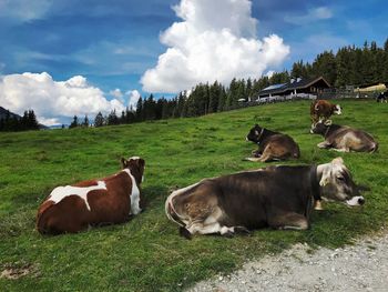 Cows on grassy field against sky