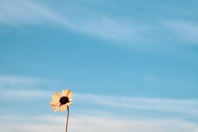 Low angle view of flowering plant against sky