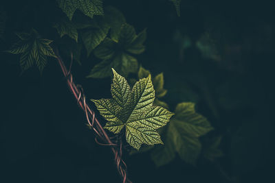 Close-up of leaves against black background